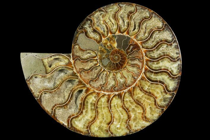 Cut & Polished Ammonite Fossil (Half) - Madagascar #149599